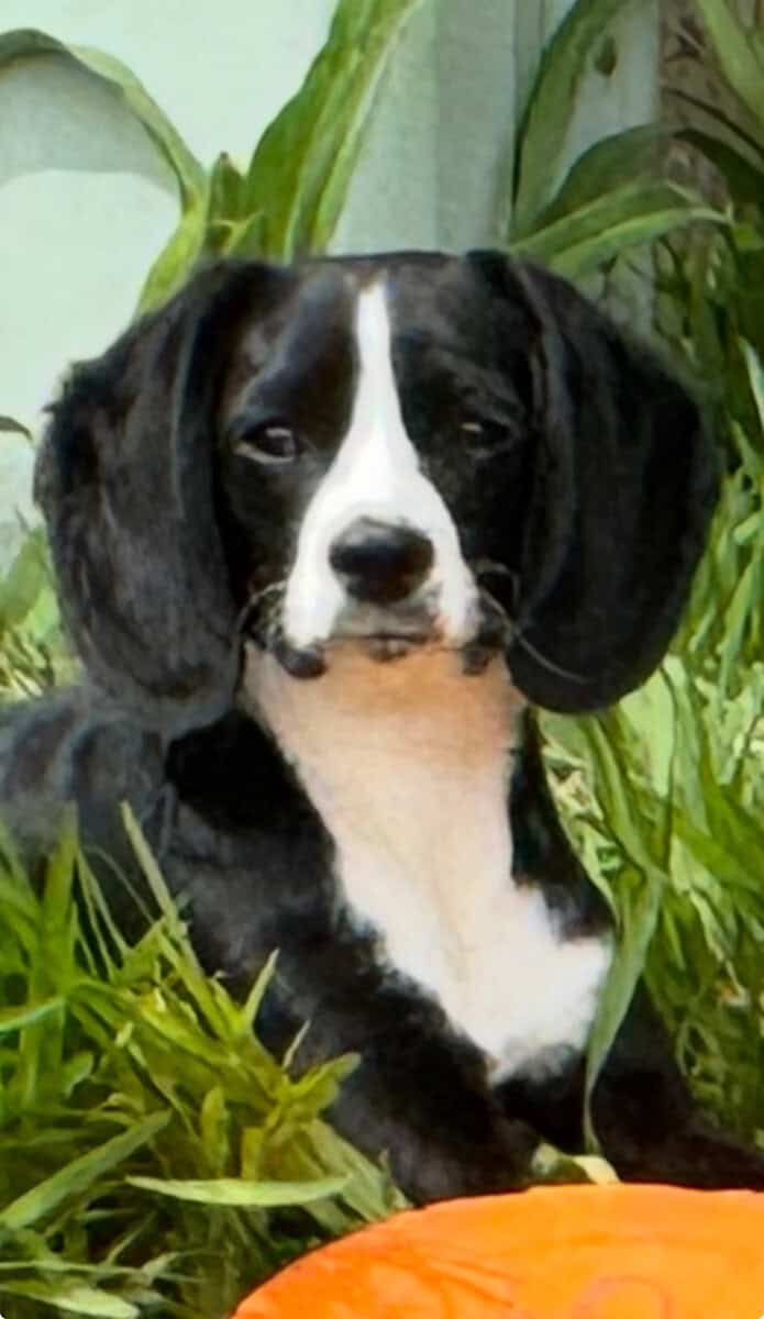 I want to introduce to you, " Kookie" the Love Dog image 2