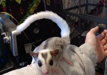 Sugar Gliders