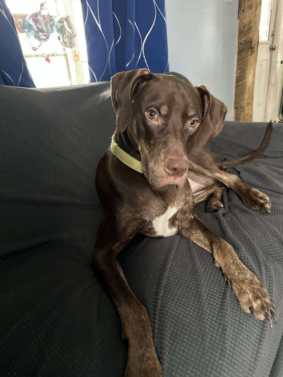 Looking for a new home for my dog image 6