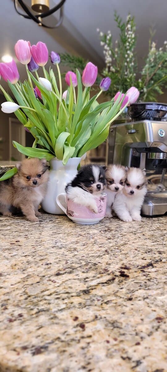 Pomeranian Puppies XS / MINI image 5