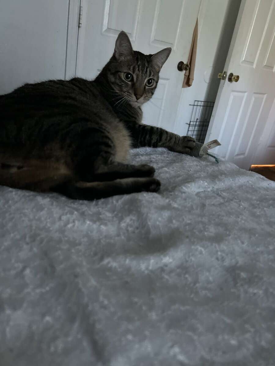 Free cat 3y/o Male image 1