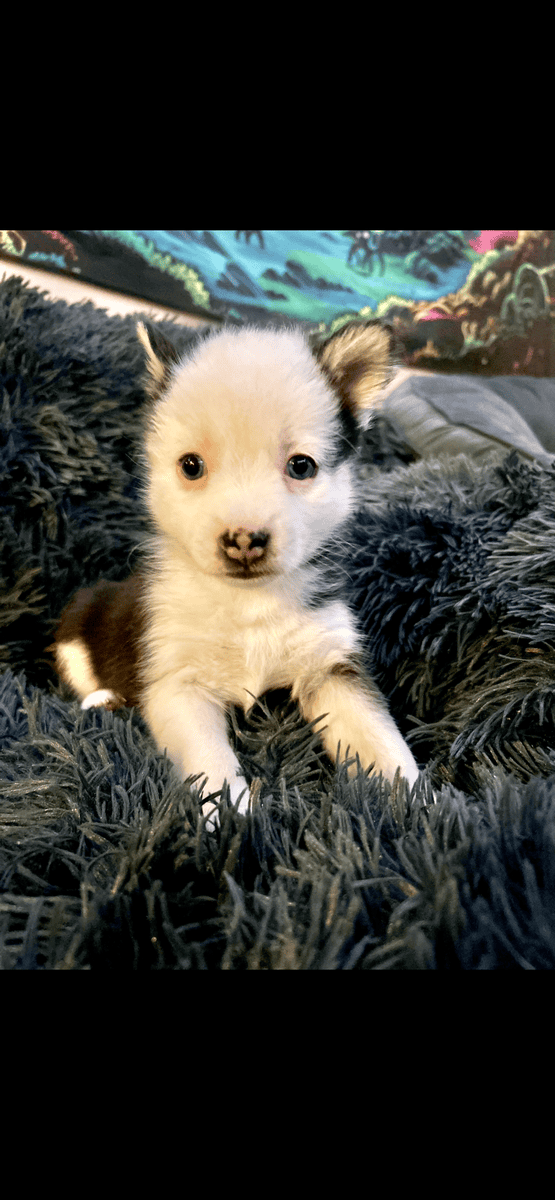 Pomsky puppies for sale image 4