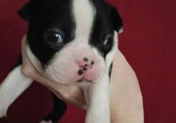 Boston Terrier Puppies