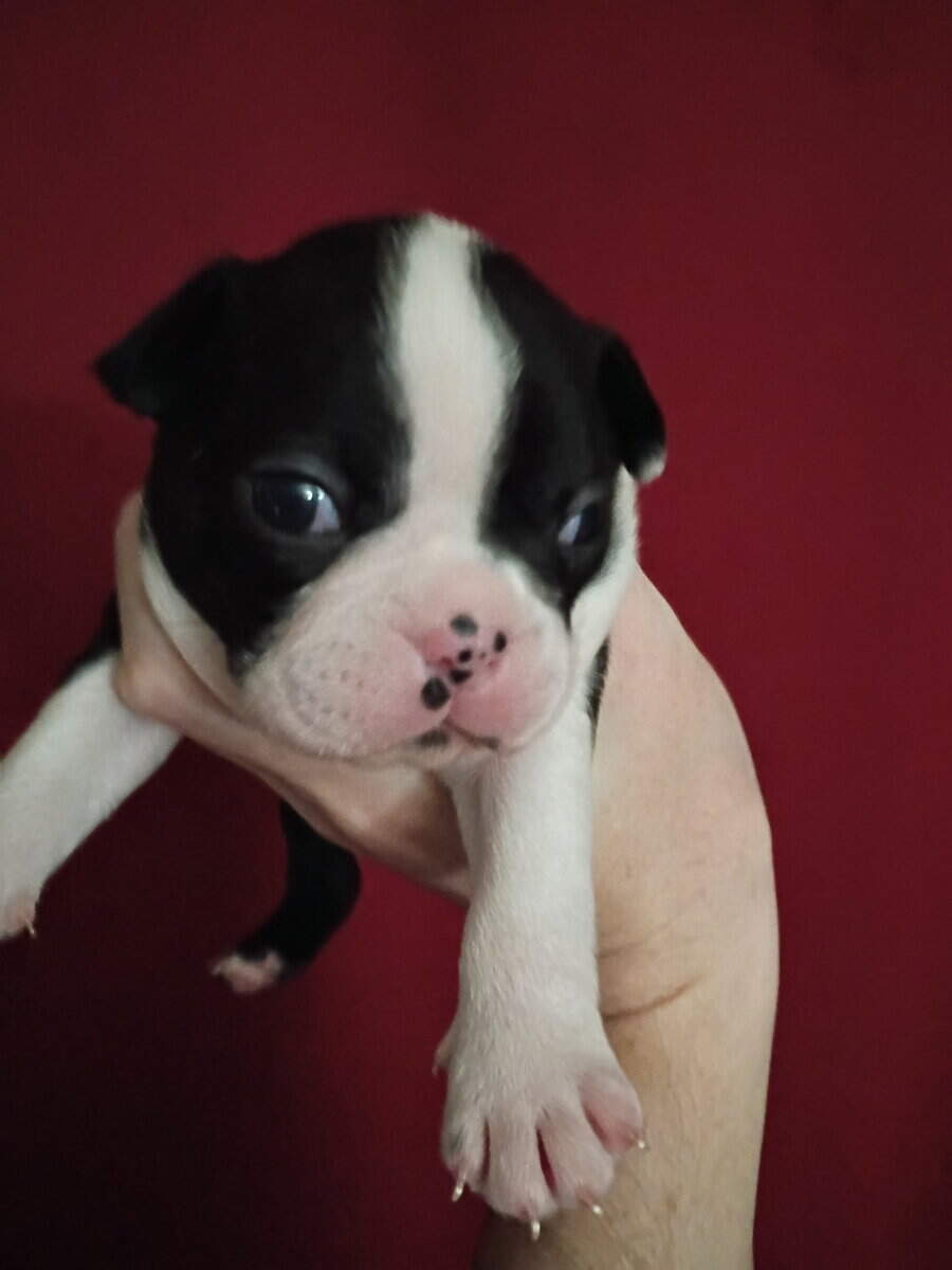 Boston Terrier Puppies image 1