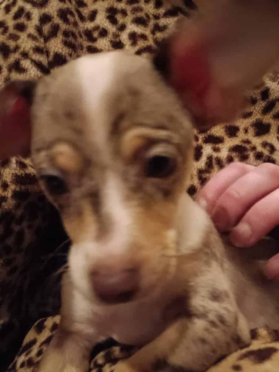 Chiweenie puppy 6/6 Merle image 8