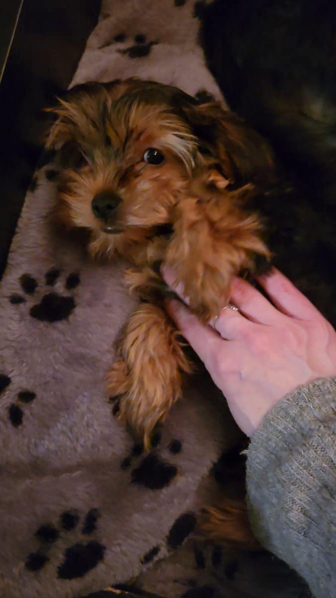 Yorkie puppies for sale image 7