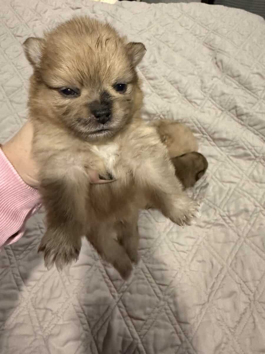 the_cute_poms image 2