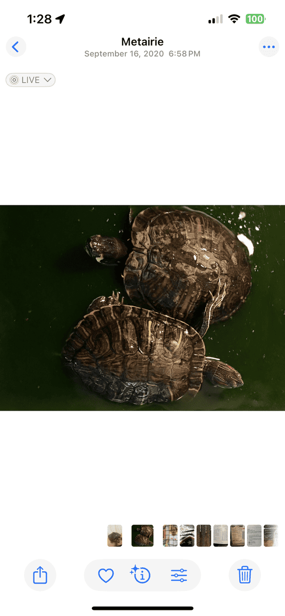 Aquatic turtles image 1
