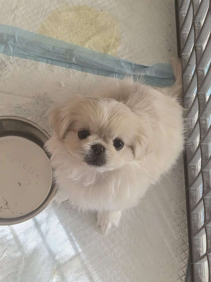 Pekingese image 2