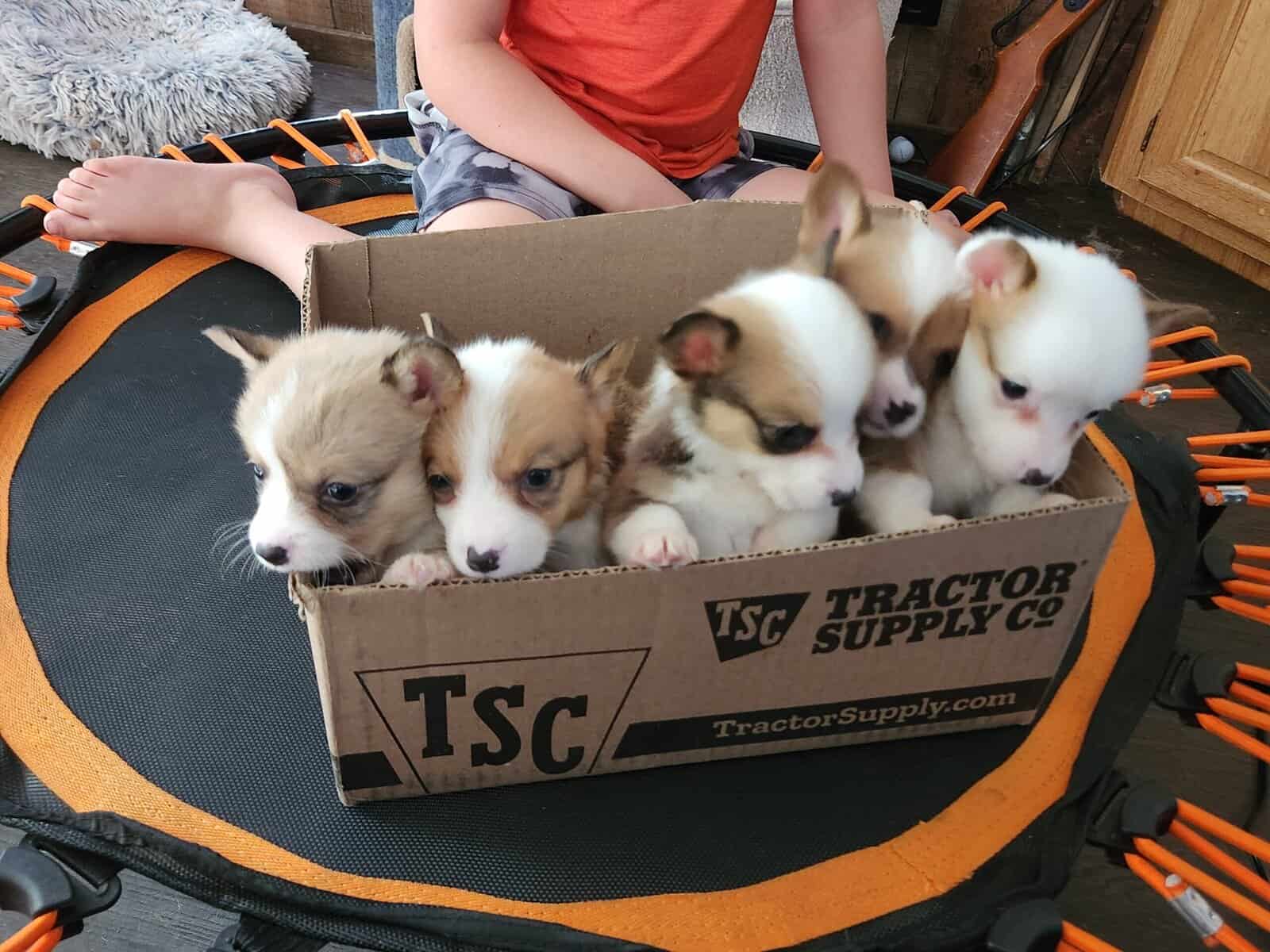 Corgi puppies image 12