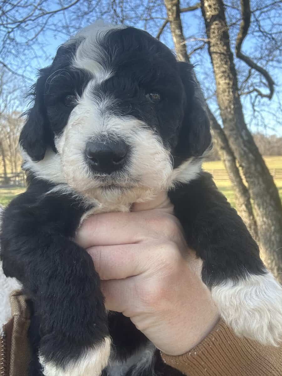 Sheepadoodle Puppies image 3