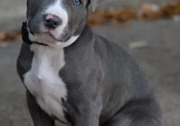 Blue nose Pitbull