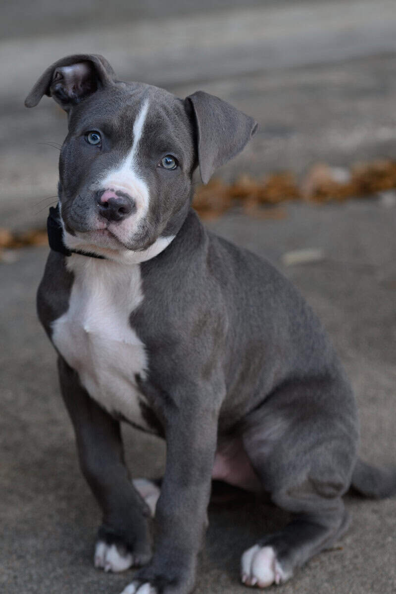 Blue nose Pitbull image 1
