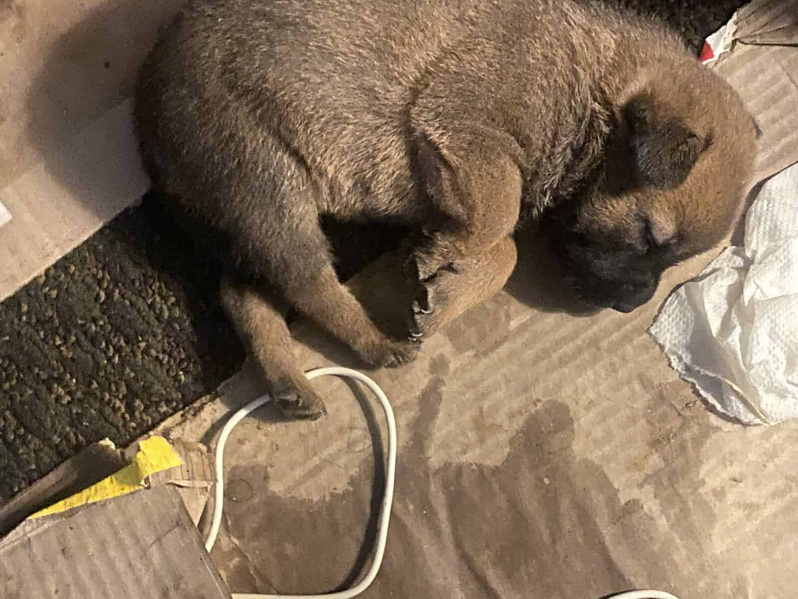 6 week old puppies image 4