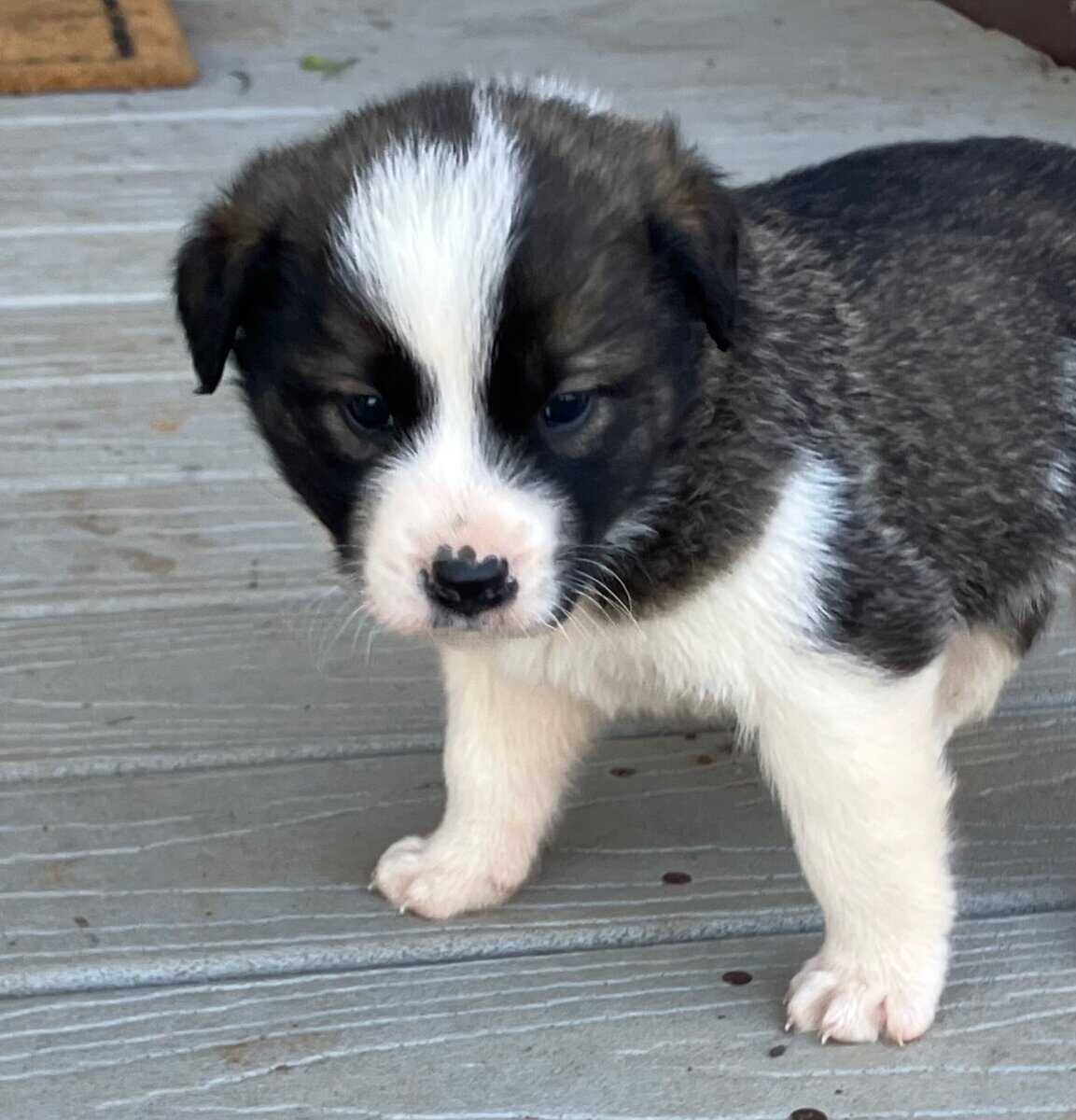 Great Pyrenees mix puppies! image 6