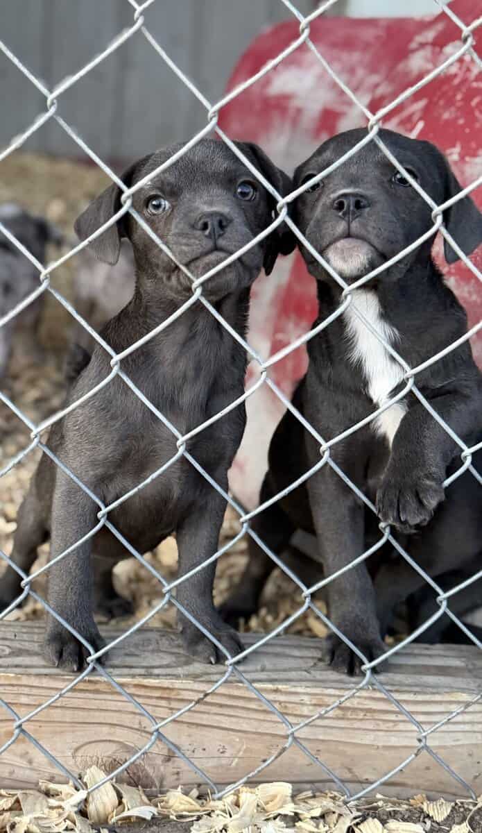 Zelda x Tiaga: Frenchador Litter image 17