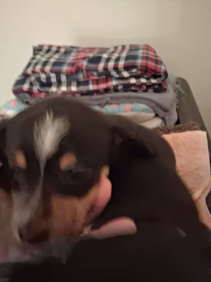 Small breed puppies image 2