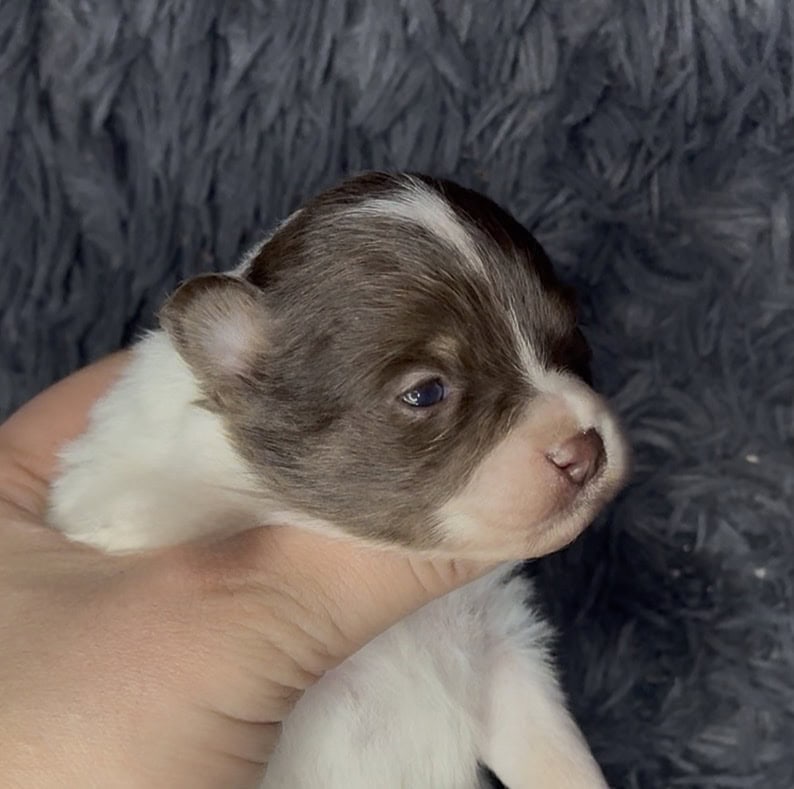 AKC Tiny Pomeranian Puppies image 5