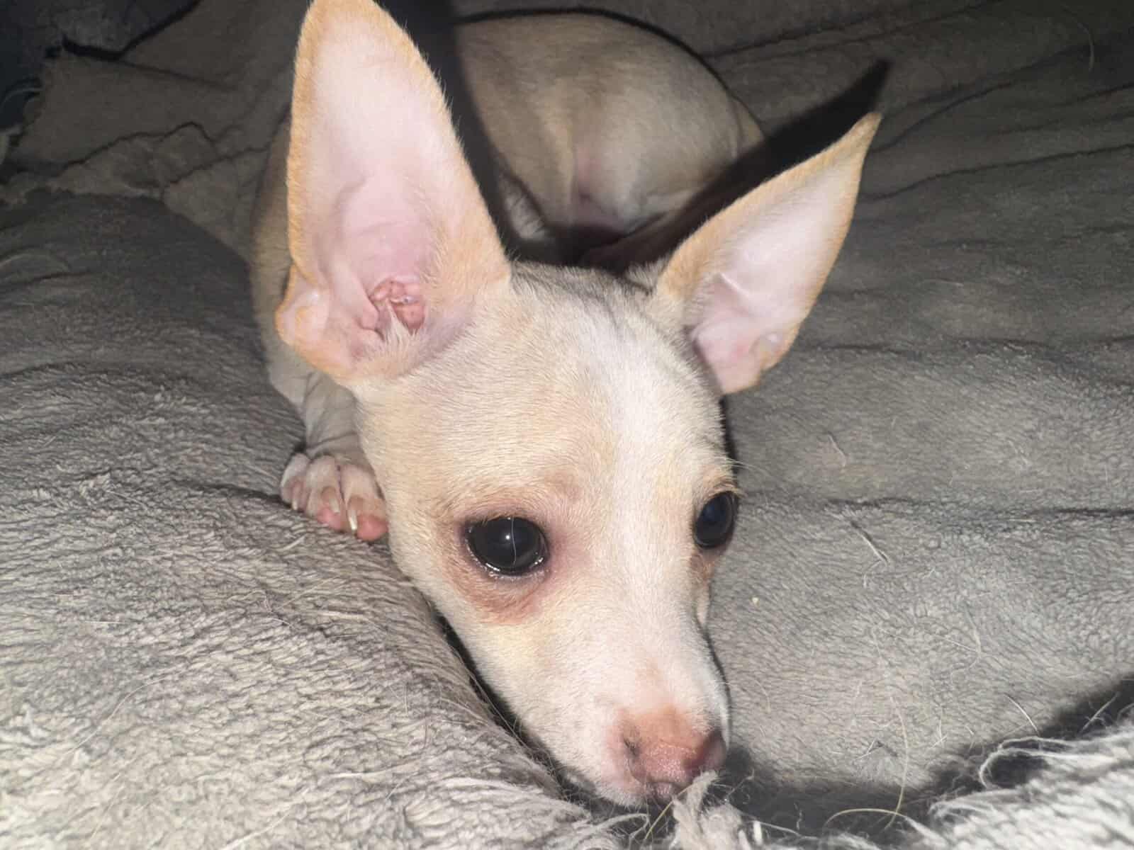 Chihuahua Puppy image 2