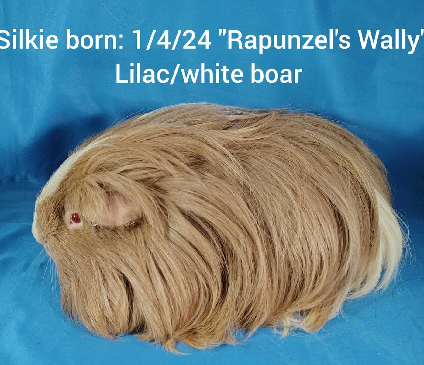 Guineapigs image 6