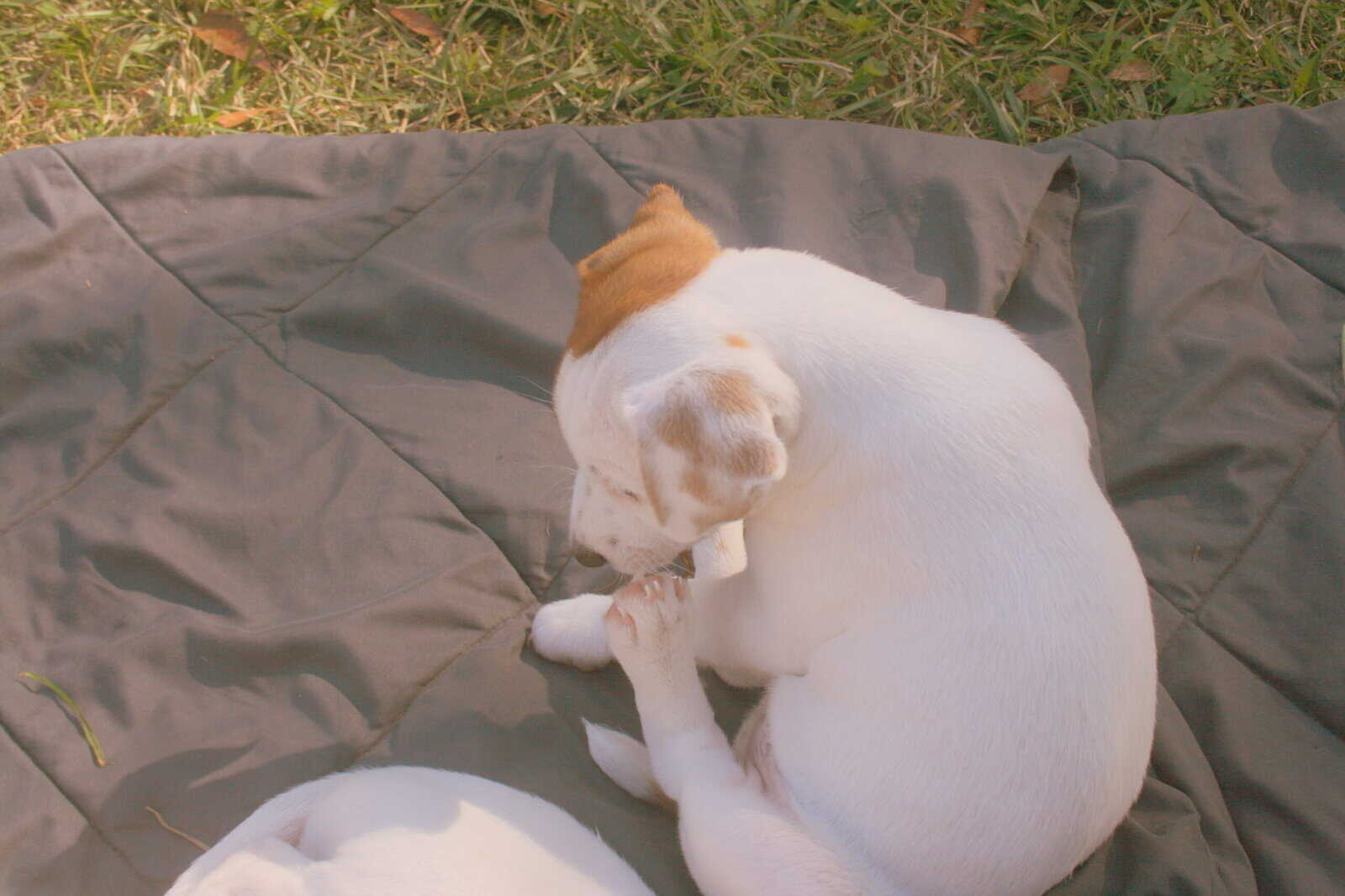 Jack Russell Terrier Puppies for sale image 7