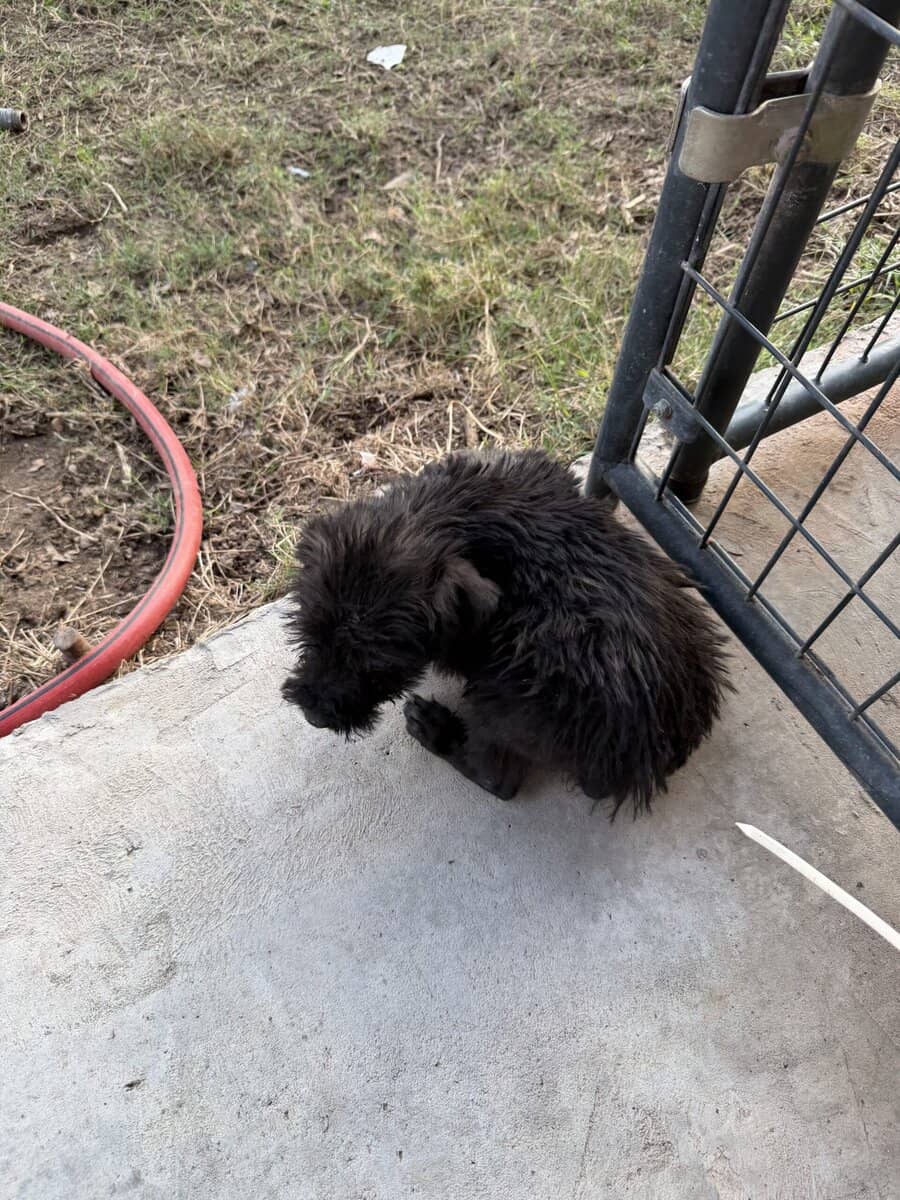 Giant Schnauzer 1 image 3