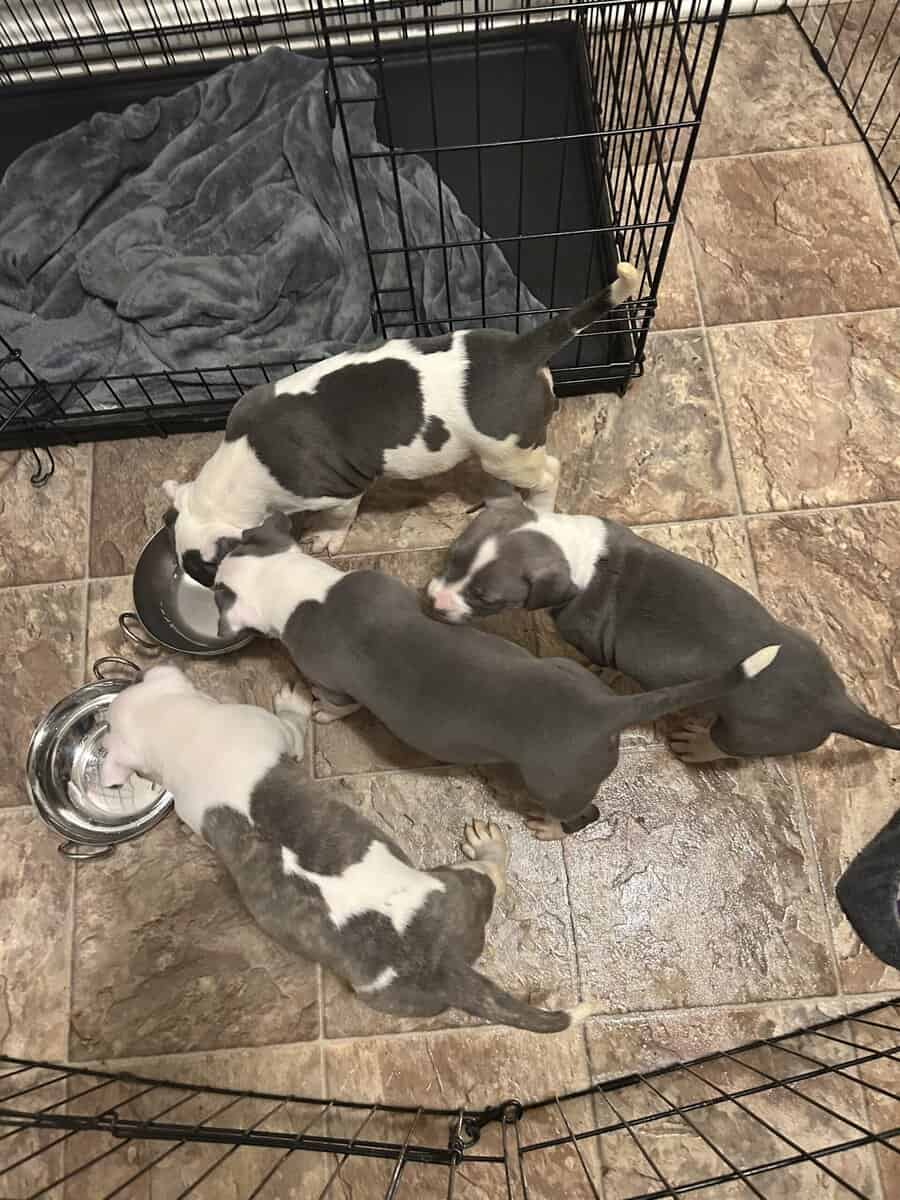 Puppies for rehoming image 1