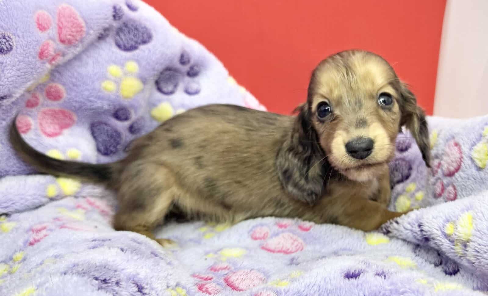 Champion bred dachshund puppies-Import line AKC image 14