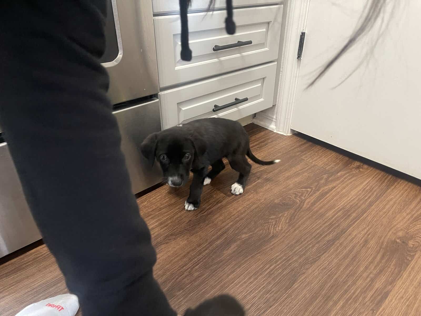 Female Puppy Labrador retriever 10 weeks image 4