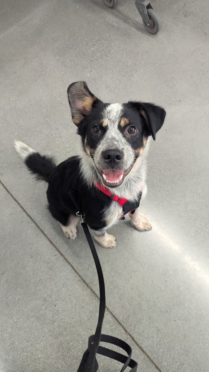 Blue Heeler/Australian shepherd mix image 1