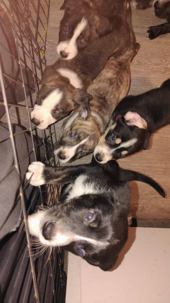 6 puppies image 2
