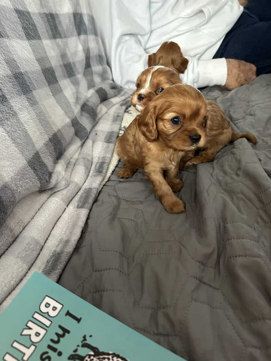 2 males 2 females puppies image 4