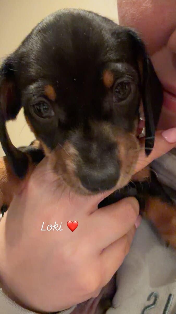 Miniature Purebred Dapple Dachshunds image 5
