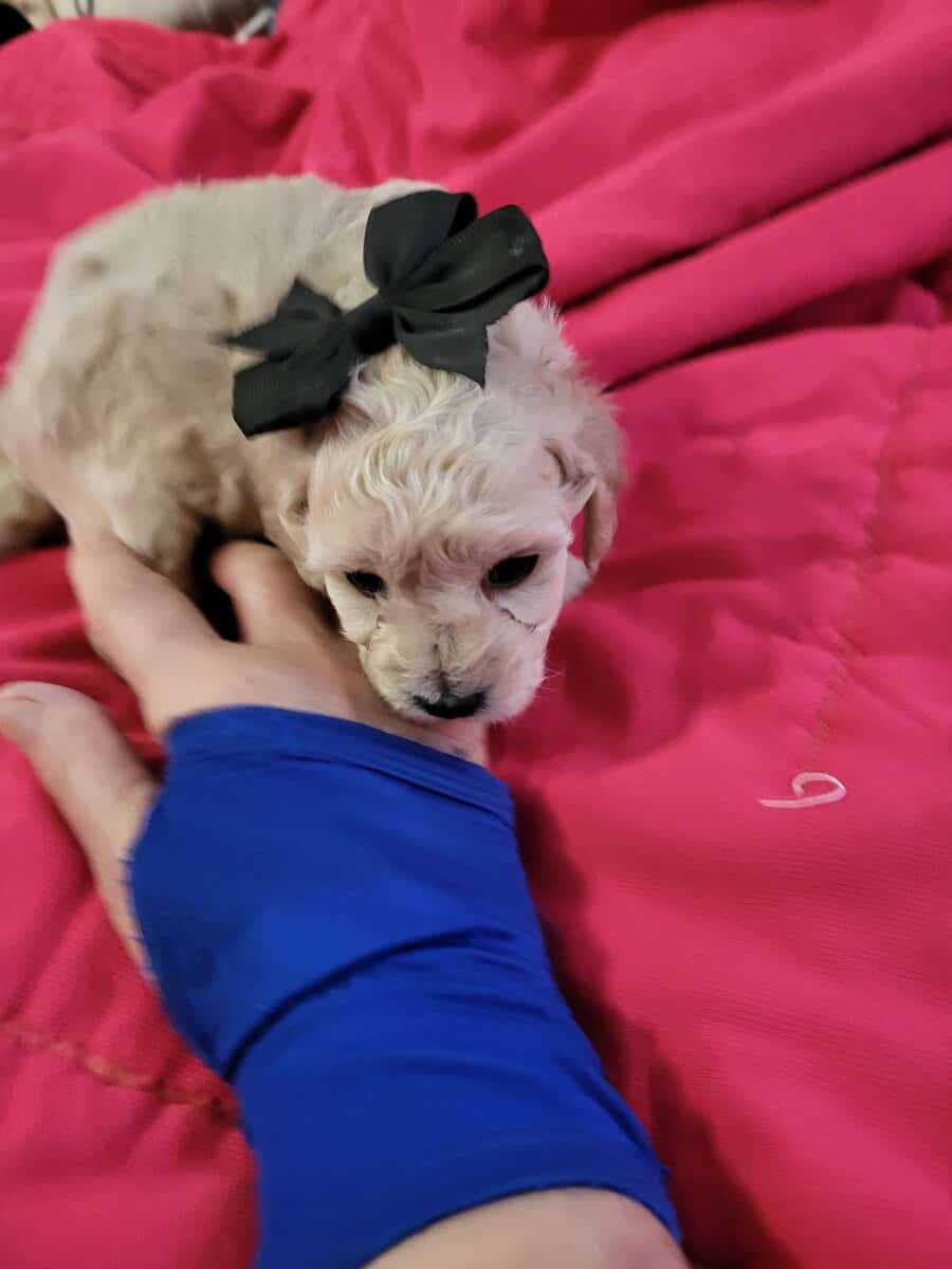 Toy Poodle puppies image 2