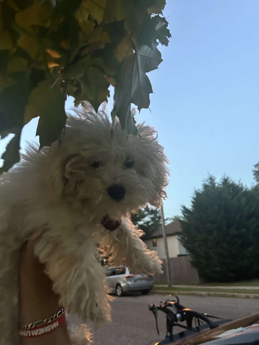 Female shipoo pup for sale image 5