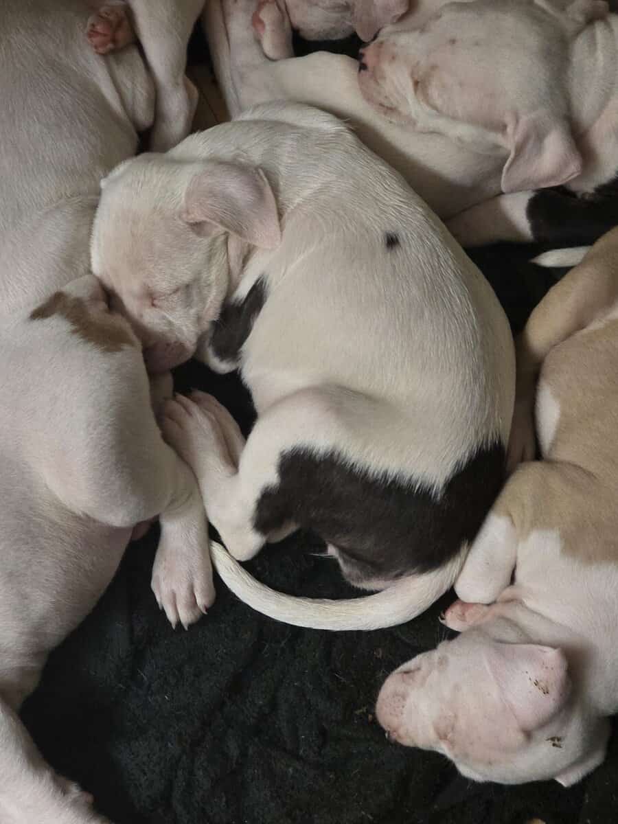 pitbull puppies for adoption image 8