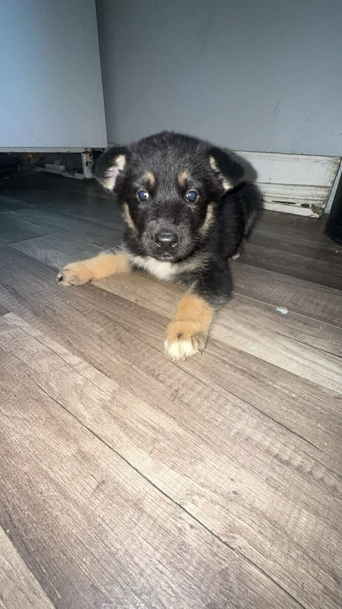 German shepskies image 2