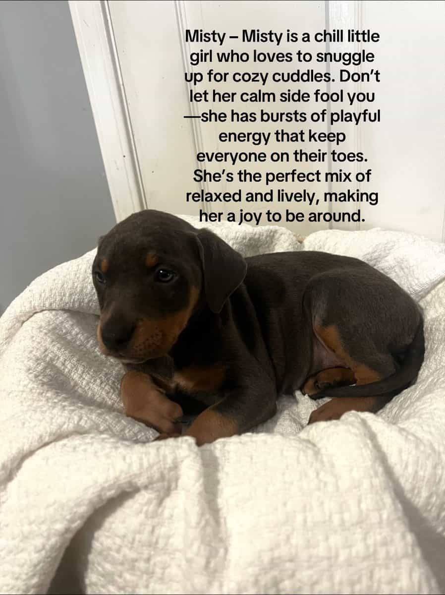 🔥 Rare Exotic Dober Bullies – Stunning Tri-Color image 3