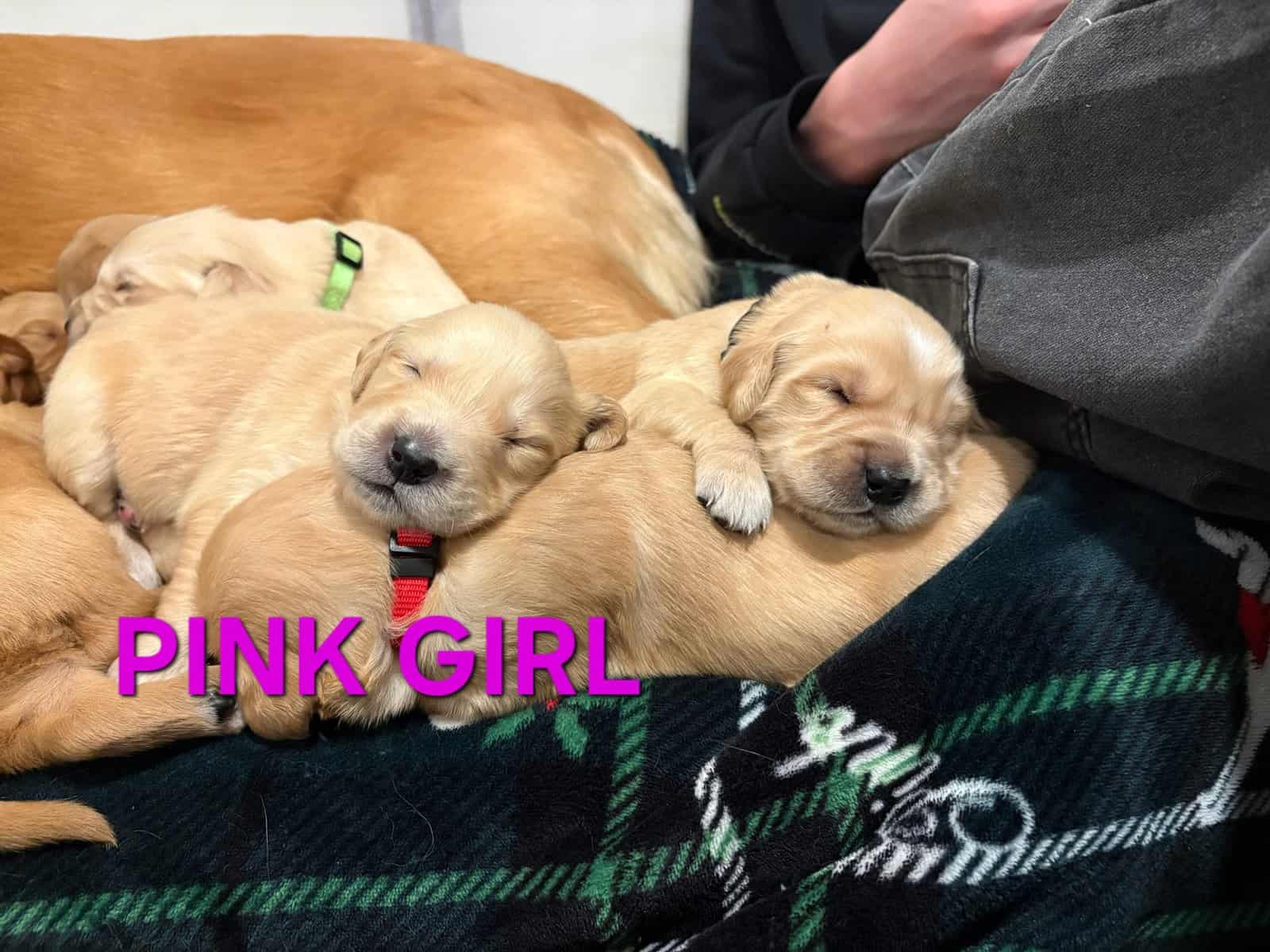 Puppies image 2