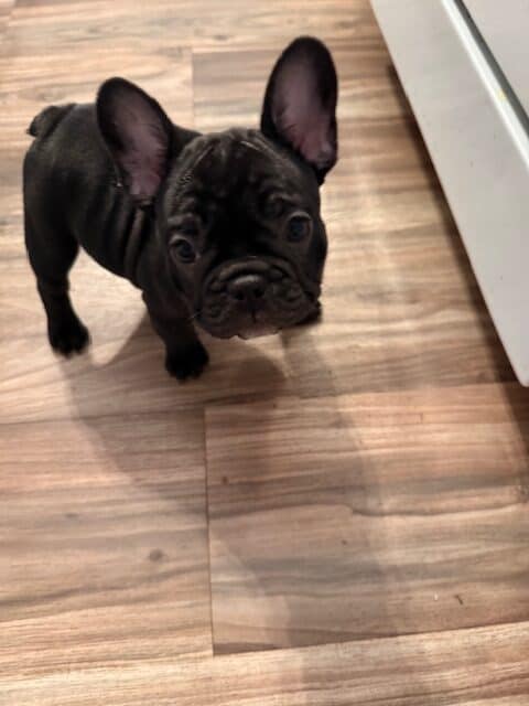 🐾 Miniature French Bulldog Puppies – 9 Weeks Old image 14