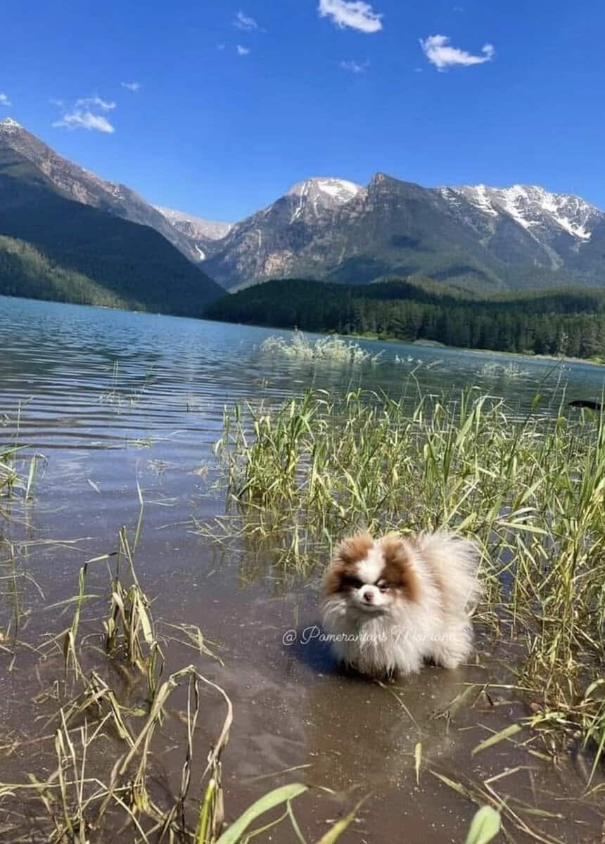 AKC Tiny Pomeranian Puppies image 8