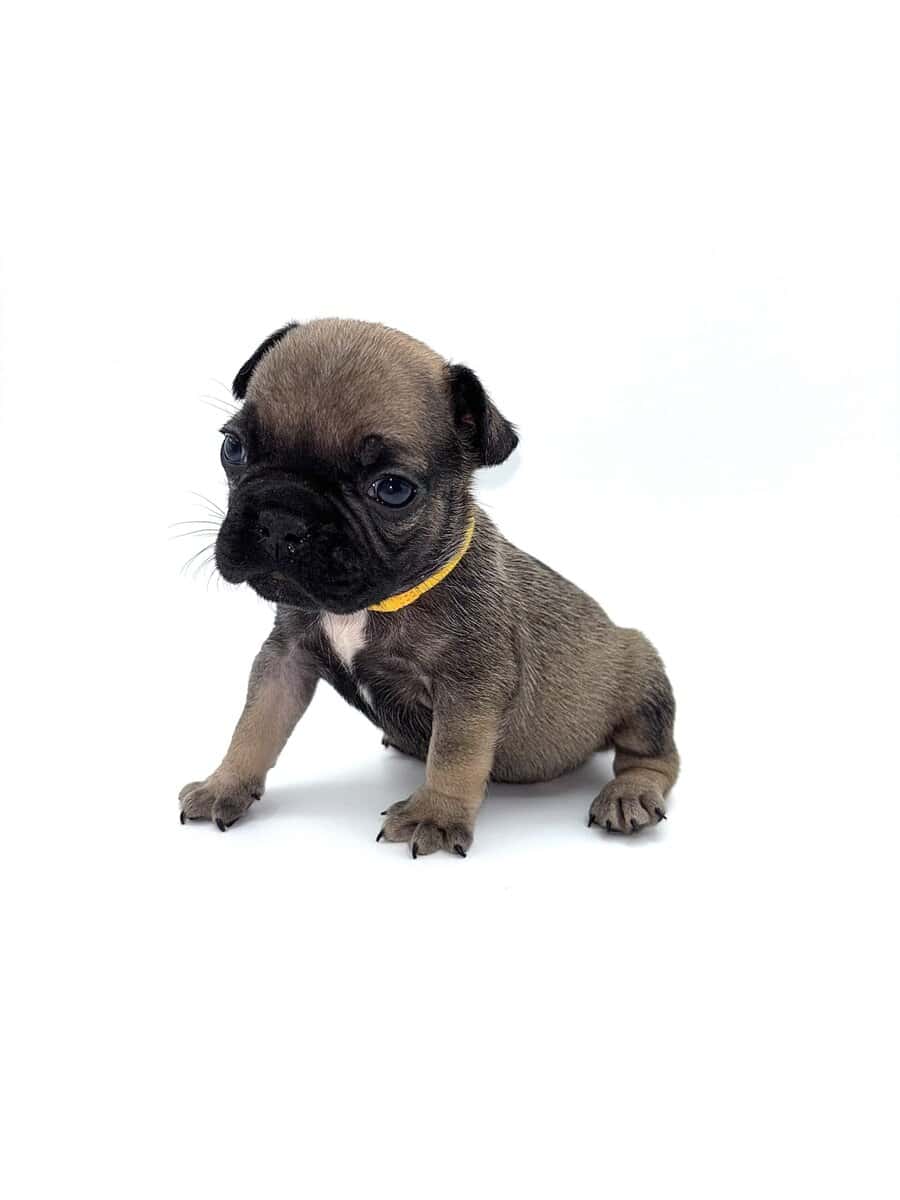 Frenchies carrying pink and fluffy image 3