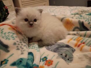 Ragdoll Kittens (7) Available – NC – Beautiful!!!