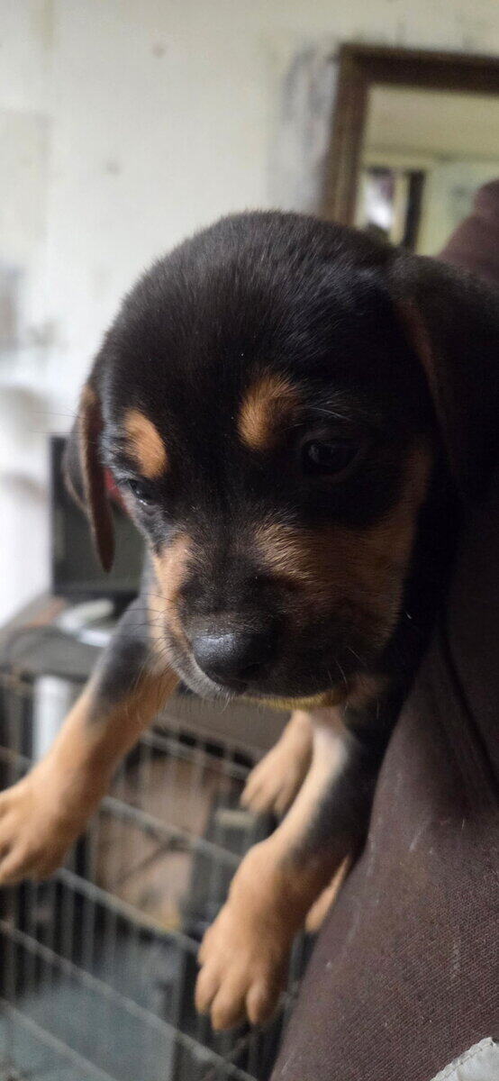 Chocolate Lab/Brindle Plott Hound mix puppies image 3