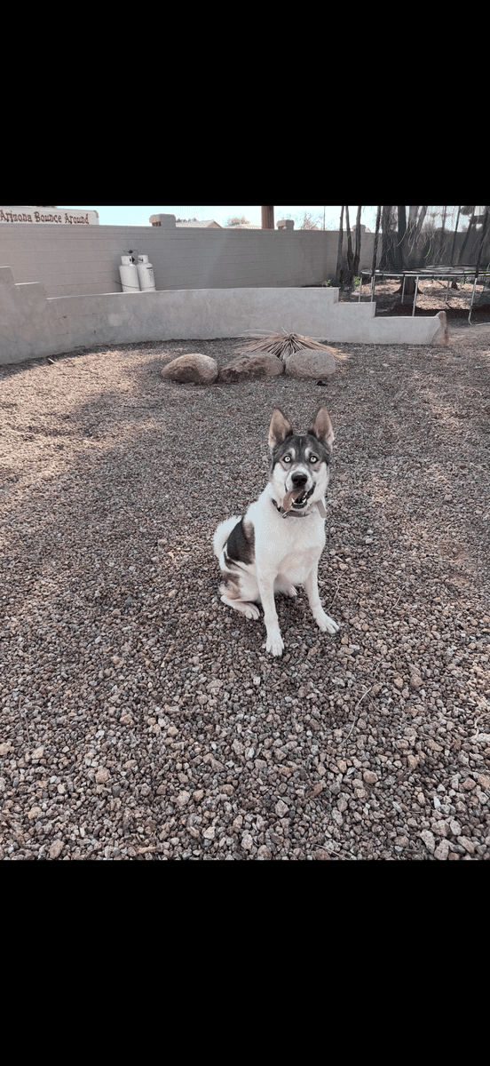 sweet Nala needs a home image 2