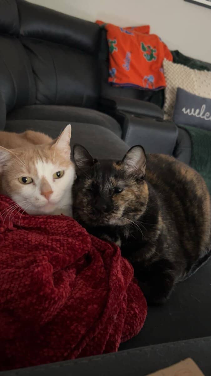 Daisy, tortoiseshell image 1