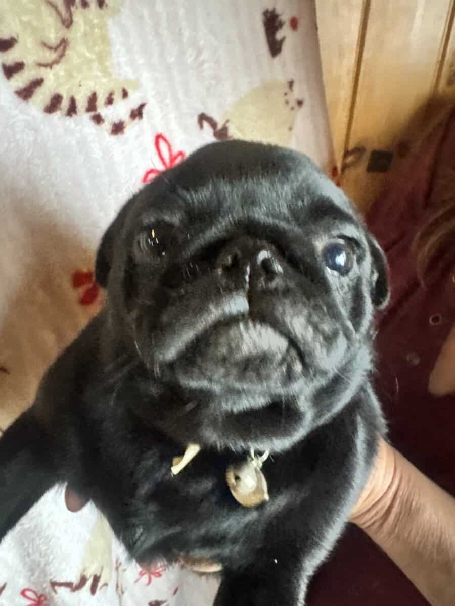 Pug Puppies image 2