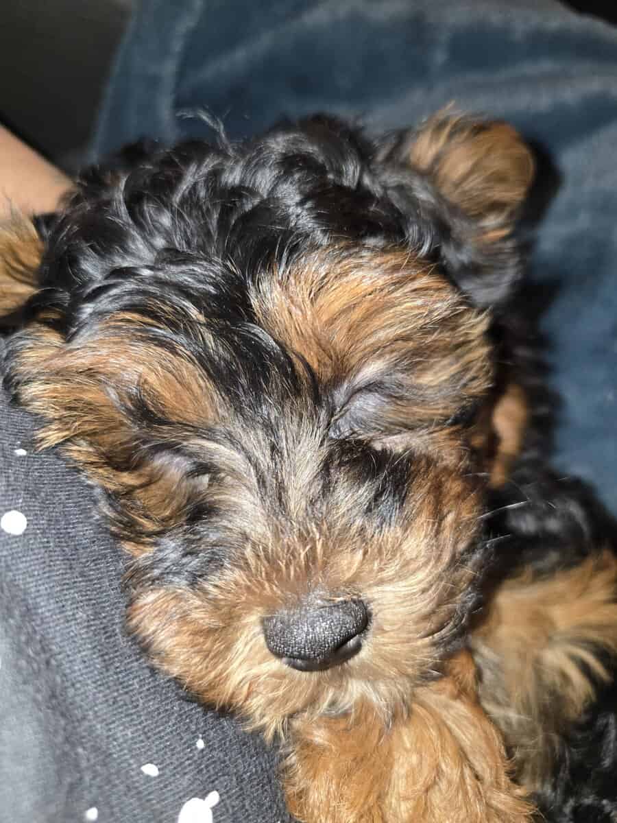 Beautiful 6 month old Yorkipoo image 4