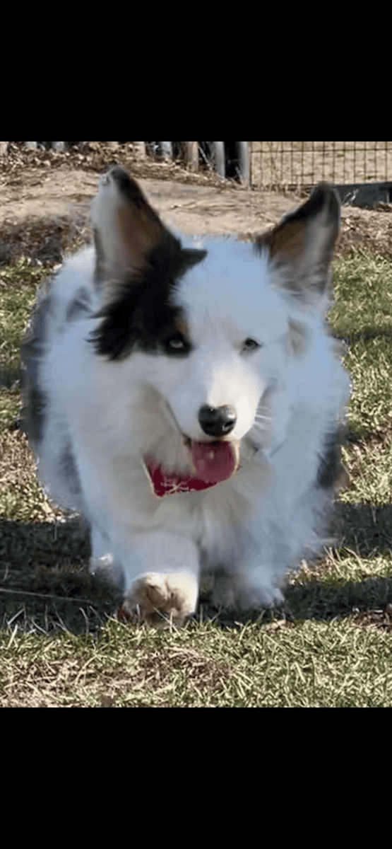 Cowboy Corgi Puppies Due February 23 image 2
