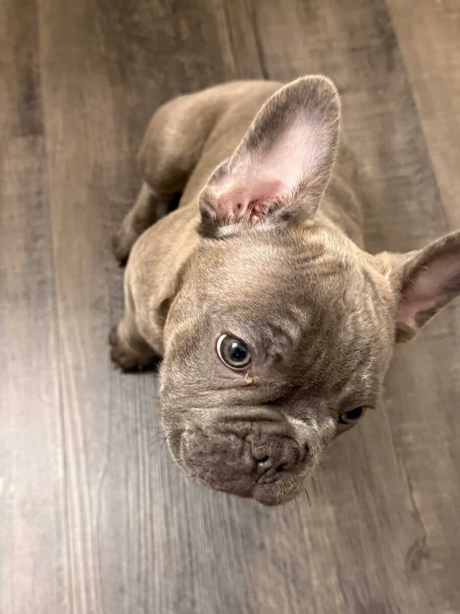 French bull dog puppy image 3